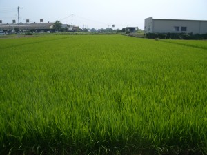CIMG3737
