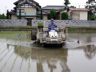 taue